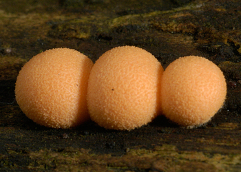 Blutmilchpilz  (Lycogala epidendrum ) - © Heinz Prelicz